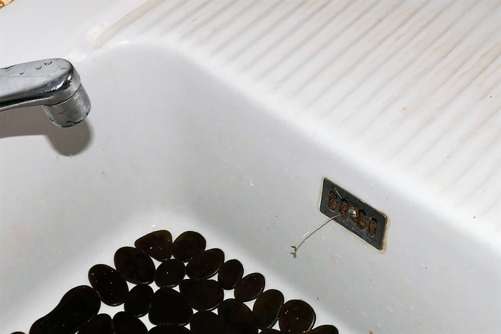 évier | La nature reprend ses droits
NousSommesLeProblème
EnDirectDeLÉvier
https://twitter.com/cunnigliu/status/1258029335438594048