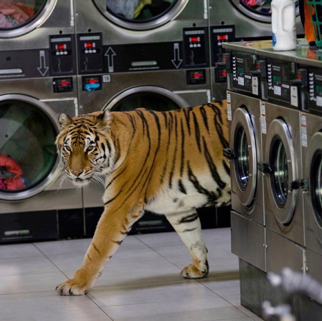 Lavomatique | Croisé ce soir en allant récupérer mon linge propre.
La nature reprend ses droits
✊🏿
✊🏿
Nous sommes le problème
😓
https://twitter.com/jeuneavecValls/status/1258116961554370566