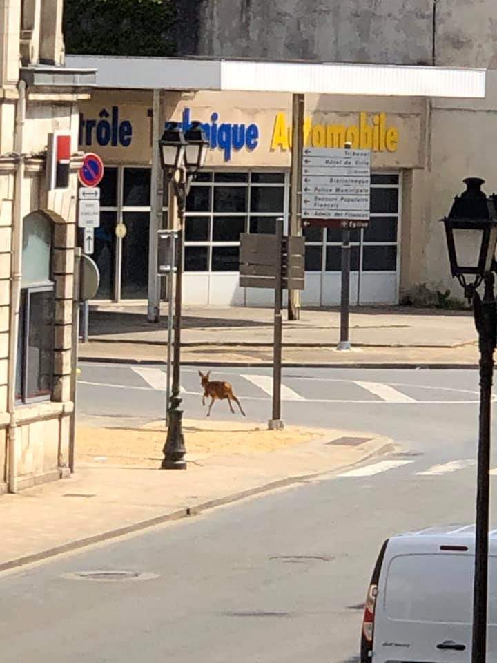 Les annimaux courent 2 | La nature reprend son droit, des animaux courent dans Saint Amand
Nous sommes le problème.
https://twitter.com/GeoffreyM182/status/1258844523440062464/photo/2