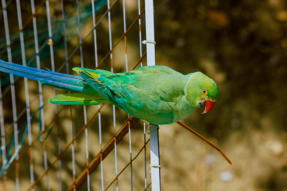 Les pigeons ont regagné leur couleurs | Les pigeons ont regagné leur couleurs, la nature reprend ses droits
noussommesleprobleme
safarijardin
https://twitter.com/Anti_CarolusMag/status/1251981645567197184