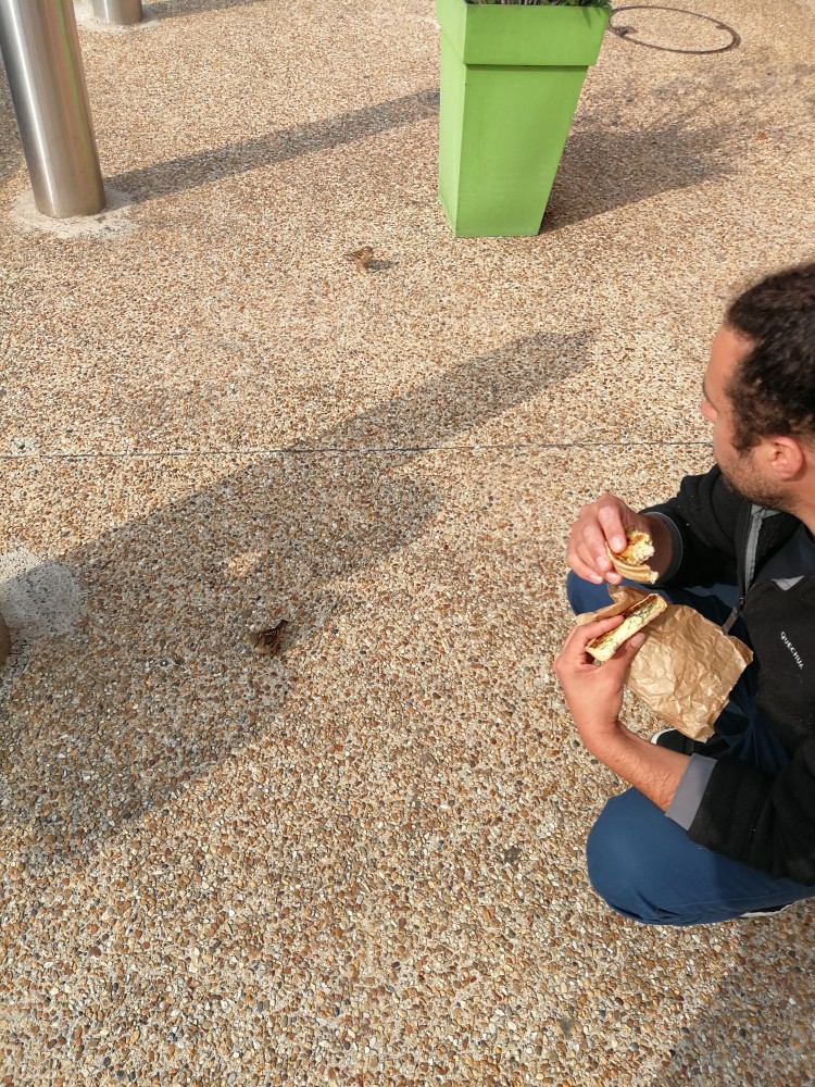 MB_Harvest_hungry sparrows | 