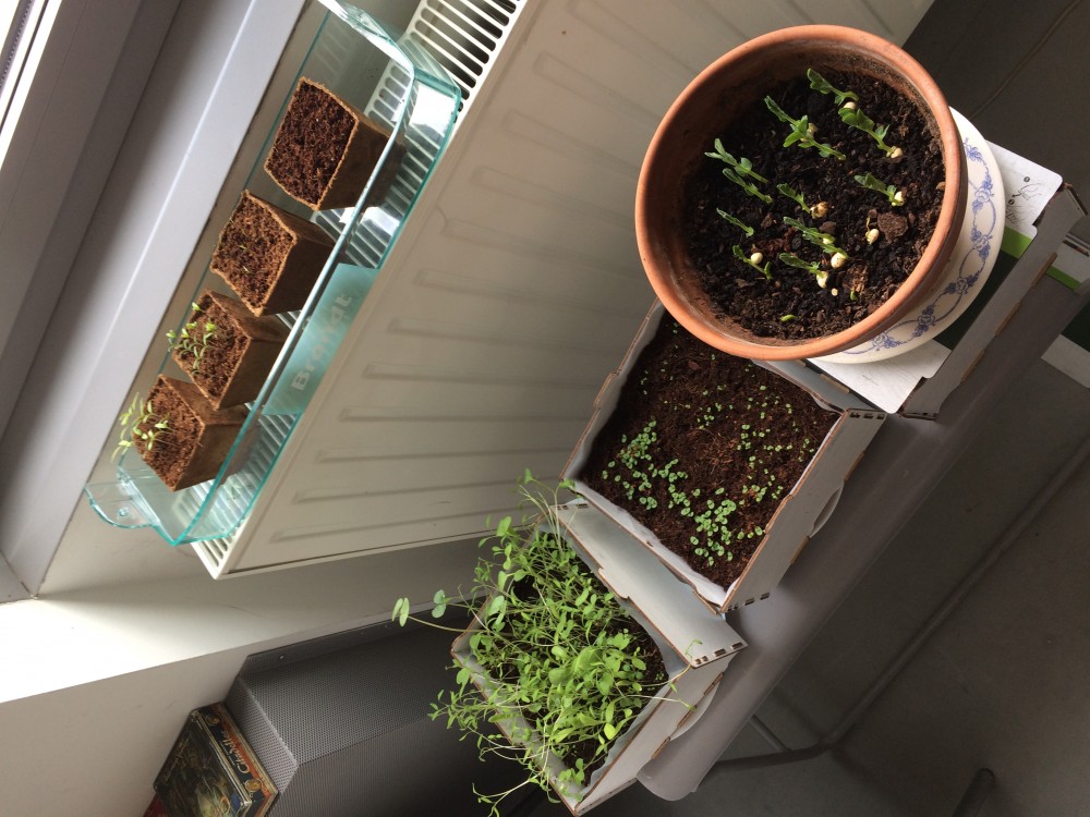 plants | 