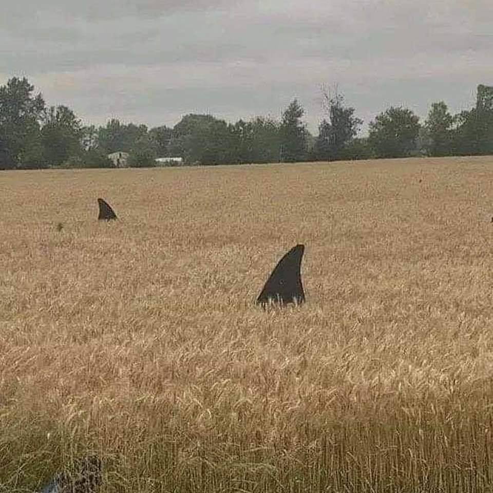 Requin | Les requins sont de retour dans les champs, la nature reprend ses droits ! #NousSommesLeProbleme #ConfinementJour52
https://twitter.com/ComplotsFaciles/status/1258343032161816576