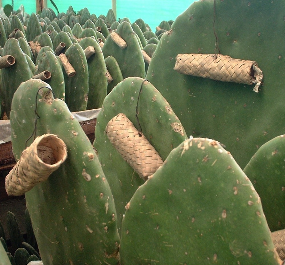 Tactical display | Élevage traditionnel, dans des nids zapotèques, de la cochenille sur O. ficus-indica, à Oaxaca. Par Oscar Carrizosa — (Go-Oaxaca Newsletter )