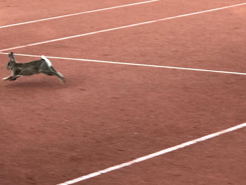 Terrain de tennis | Bruxelles, après 1 mois de confinement, les lapins sont de retour sur les terrains de tennis. Nous sommes le problème.
https://twitter.com/NoeBoever/status/1257559767901450243